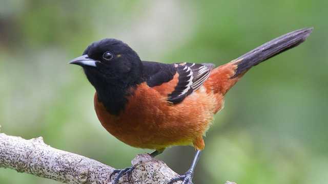 Orioles of India 🇮🇳, Birds