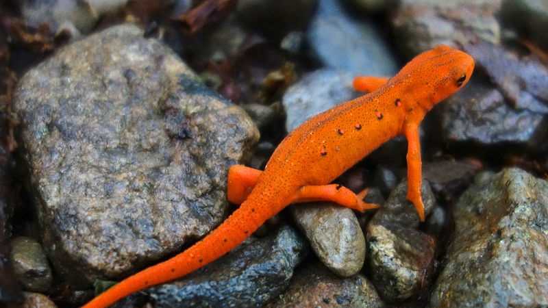 Eastern red-spotted newt.