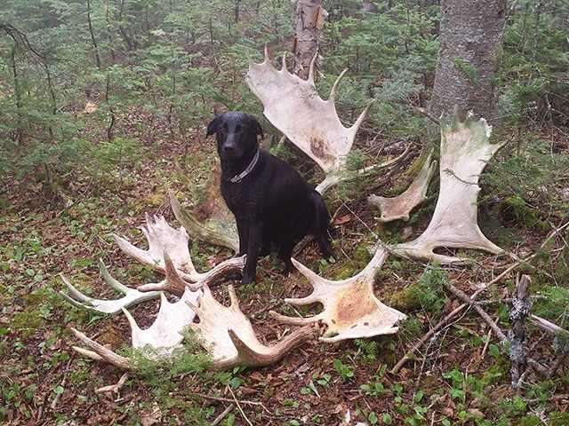 Moose shed online antlers