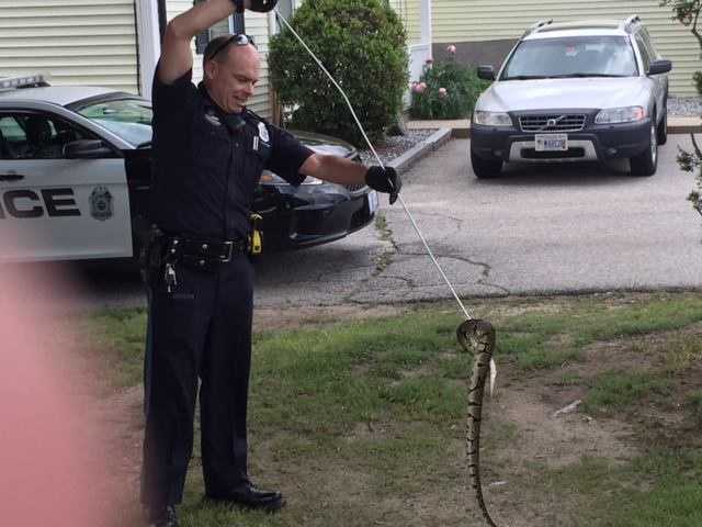 Venomous snake slithers into Manchester woman's driveway