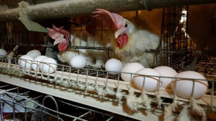 Deplorable conditions found at New England's largest egg farm