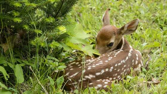 Fawns being born, mom keeps distance to protect them