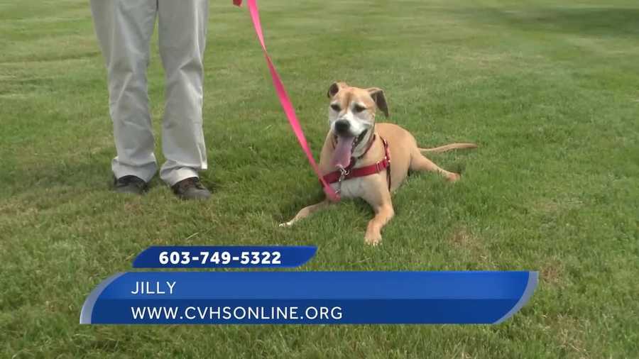 To adopt Jilly contact the Cocheco Valley Humane Society:www.cvhsonline.org603-749-5322