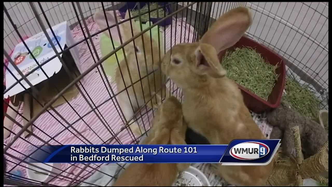 bedford animal rescue