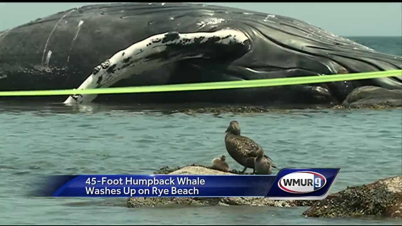 dead whale washes up