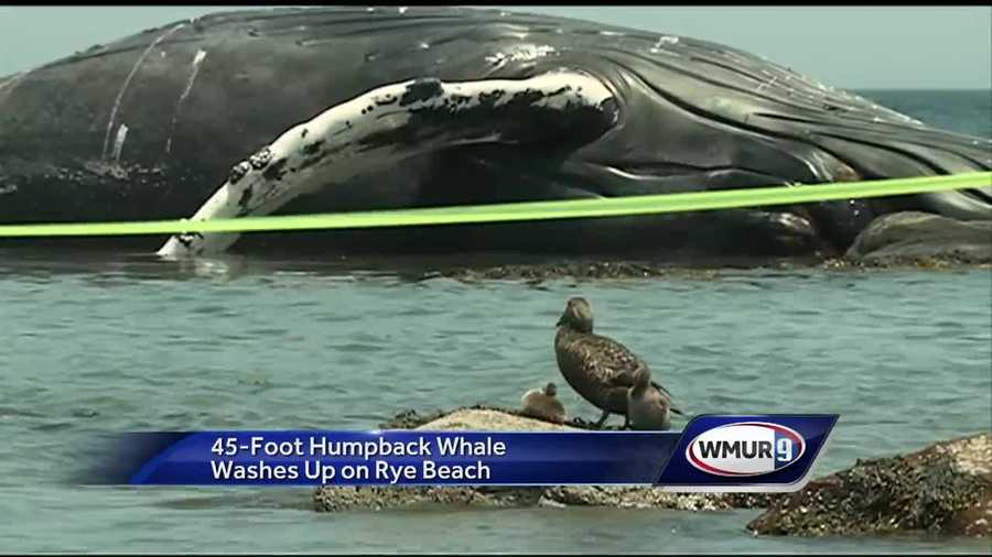 A dead whale washed up on the shore of Rye Monday and investigators are working to figure out the cause of death, and what to do with the carcass.