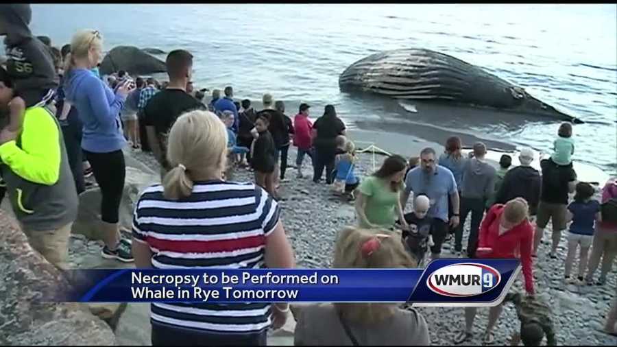 Scientists plan to perform a necropsy on the whale that washed up dead on Rye beach. Thousands of people have come out to the beach to see the body.