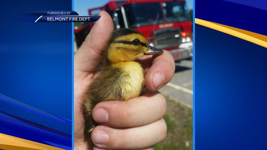Firefighters rescue ducklings from Belmont storm drain