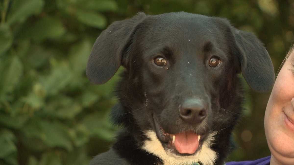 Adopt This Pet: Roland