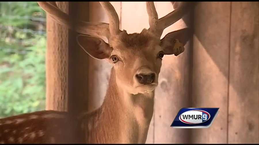 Chief Meteorologist Mike Haddad is visiting the animals at Charmingfare Farm in Candia.