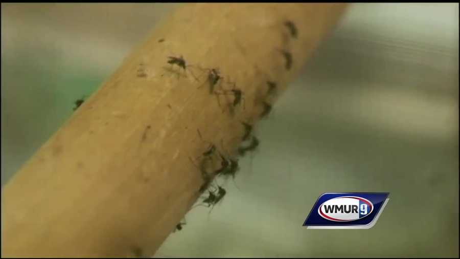 The emerging threat of Zika is getting attention in New Hampshire, but the cost of its prevention might be coming at the expense of another health crisis facing the state.