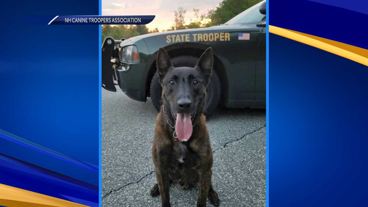 State Police K-9 Hurt During Pursuit Of Suspect