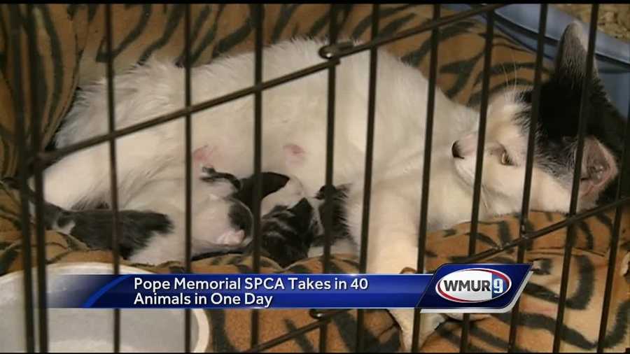 The Pope Memorial SPCA in Concord took in 40 new animals on Thursday, including two dogs and 38 cats. Some of them are pregnant.