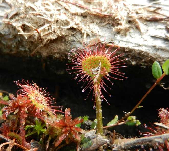 Carnivorous plants are thriving in  New Jersey? - Vox