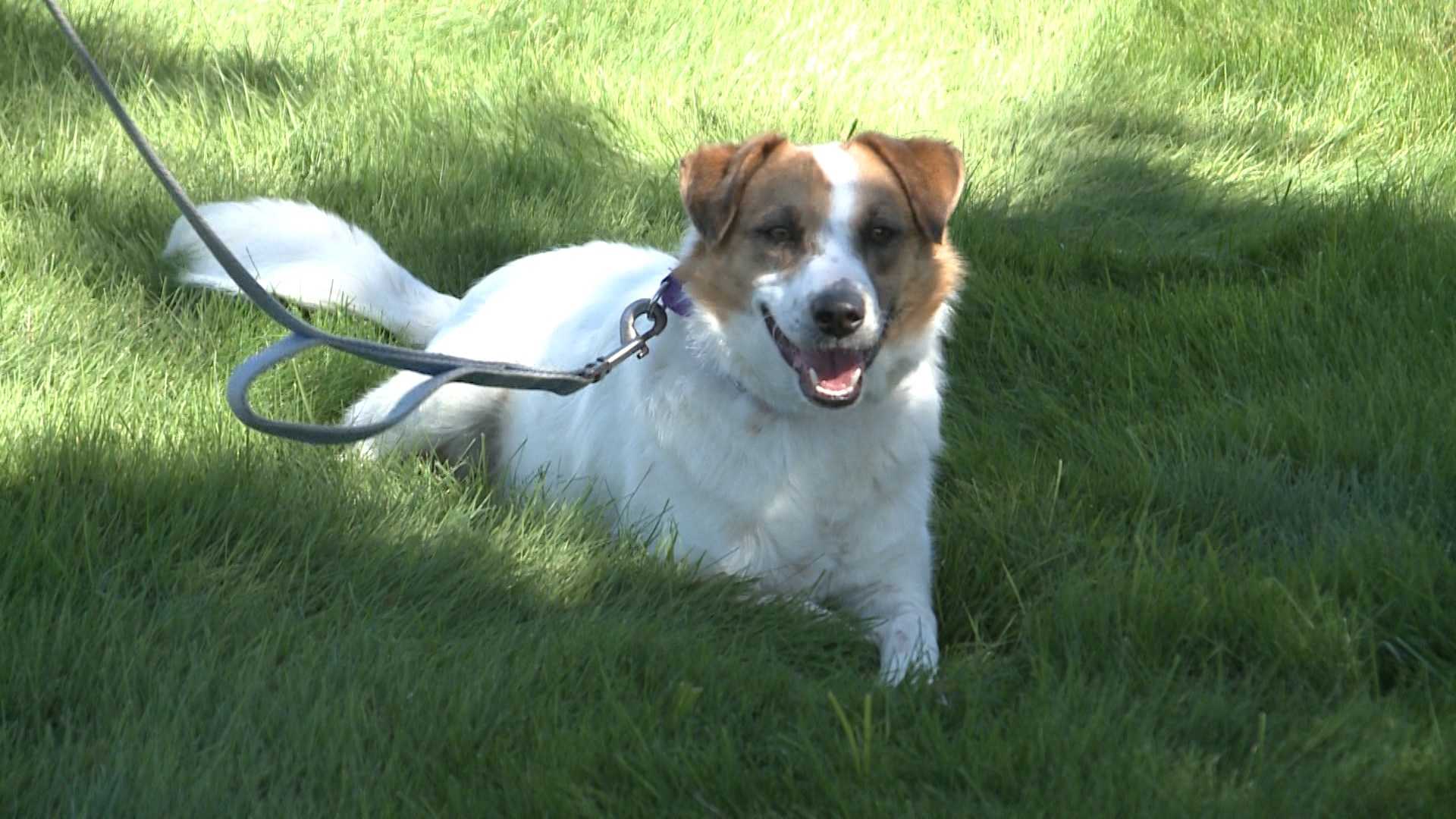 Nhspca dogs clearance for adoption