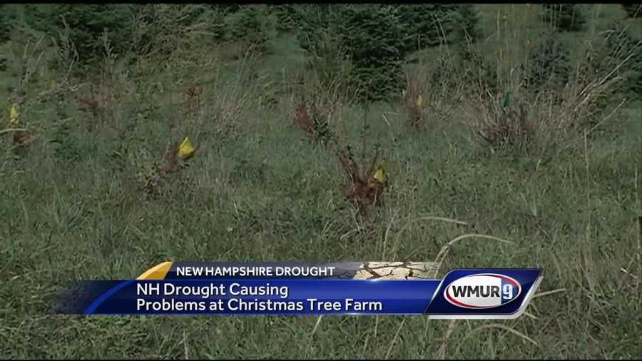 Extreme drought conditions in southern New Hampshire will likely have a long-term effect on Christmas tree farmers.