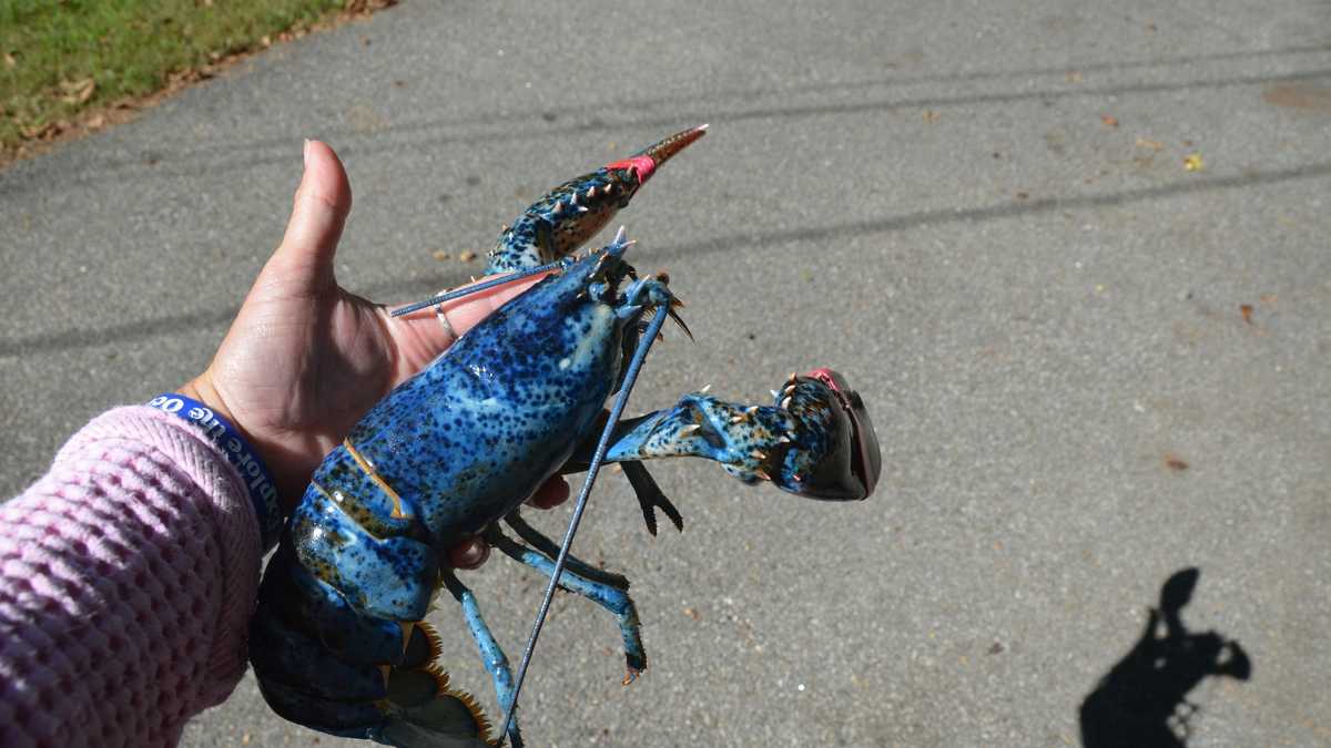 Rare blue lobster caught off NH coast