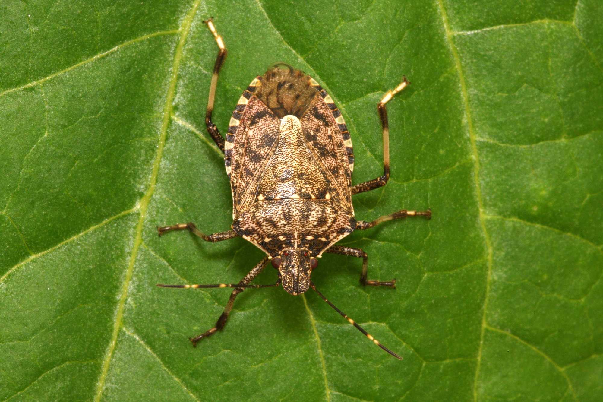 Asian Stink Bugs Ready To Settle Along Seacoast   41827188 Halyomorpha Halys Lab Jpg 