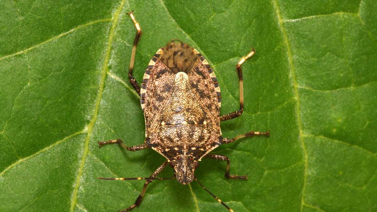 asian-stink-bugs-ready-to-settle-along-seacoast