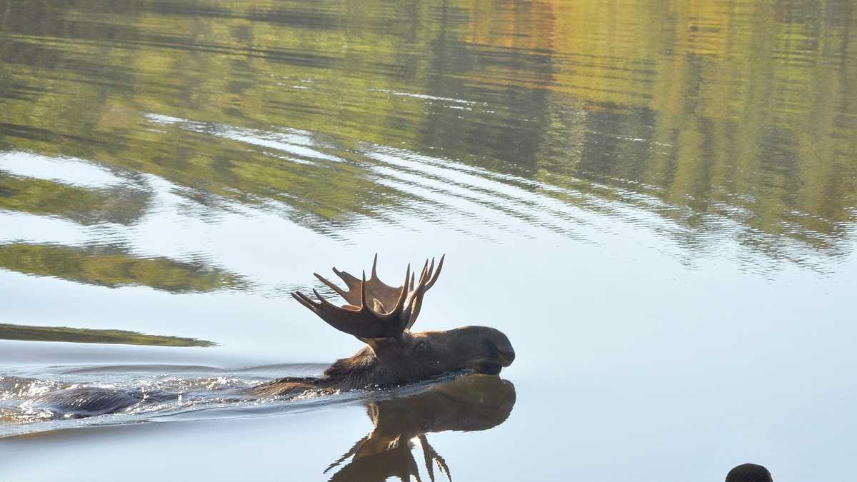 Photos Moose swims at Governors Lake in Raymond