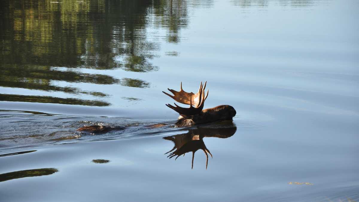 Photos Moose swims at Governors Lake in Raymond