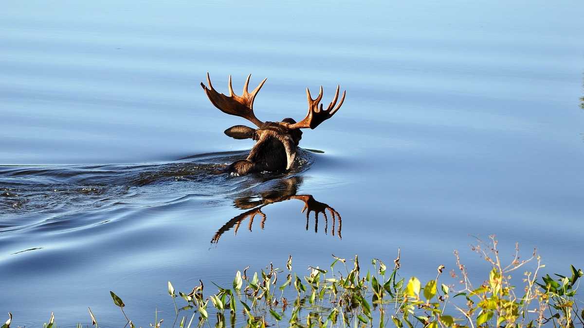 Photos Moose swims at Governors Lake in Raymond