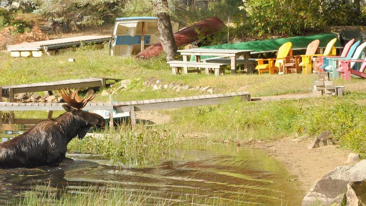 Photos Moose swims at Governors Lake in Raymond