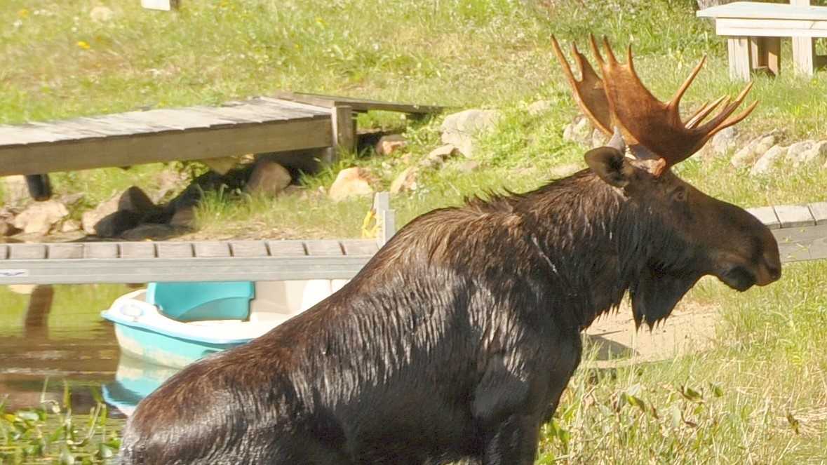 Photos Moose swims at Governors Lake in Raymond