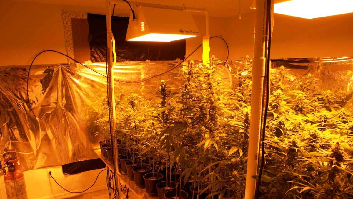 Remodeled home grow house Remodeled home grow house