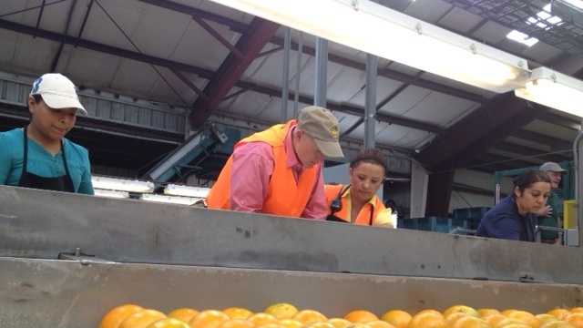 Gov. Rick Scott tries his hand in the citrus industry by packing oranges in Vero Beach. (Ted White/WPBF)