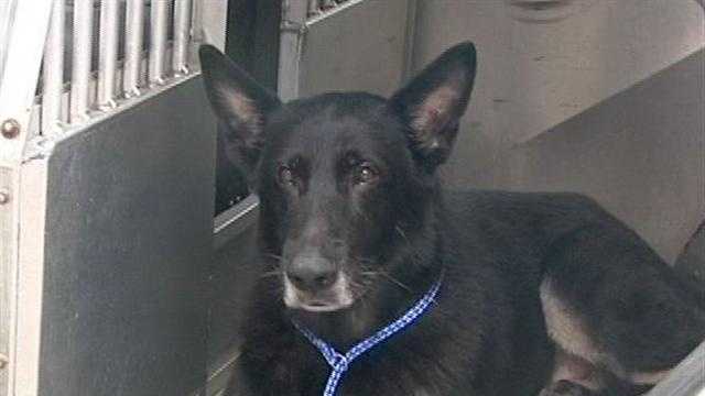 Kenzo, the K9 deputy that was shot twice, is out of the hospital and expected to make a full recovery.