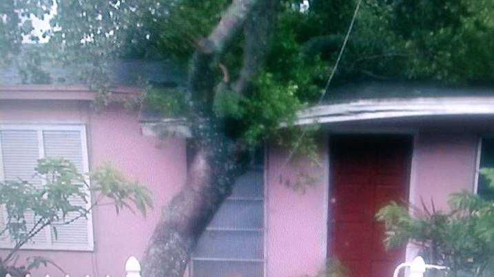 This tree fell on a house in Lake Worth.