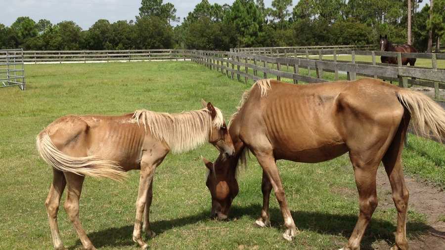 These are two of the three malnourished horses that were rescued from a farm in western Martin County.