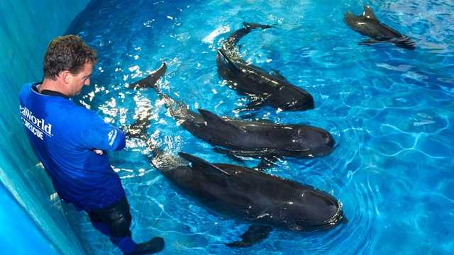 The four remaining pilot whales from Saturday's mass beaching on the Treasure Coast are now receiving treatment at SeaWorld Orlando. (Photo: SeaWorld Orlando)