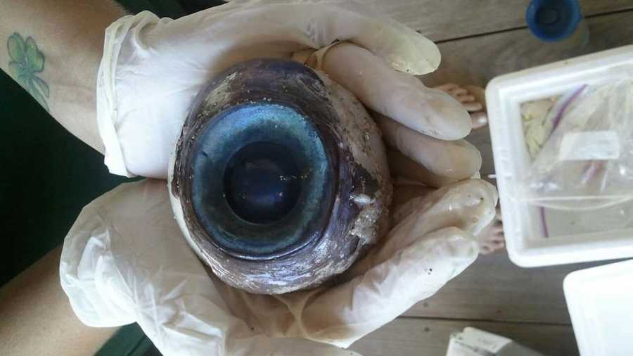 Florida Fish and Wildlife Conservation Commission officials say this softball-sized eyeball was found in Pompano Beach.