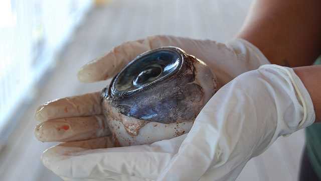 This softball-size eyeball is believed to be from a swordfish.