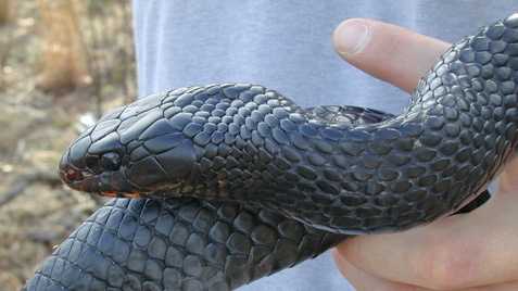 Eastern indigo snake - THREATENED