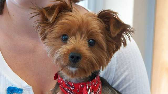 Stray Yorkie found near road will have leg amputated