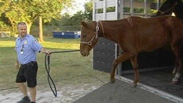 Animal Care and Control officers confiscate 14 emaciated horses from a farm in Loxahatchee Groves.
