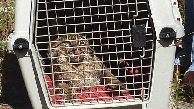 This bobcat was released back into the wild on Thursday, four days after being hit by a car. (Photo: Angela Rozier/WPBF)