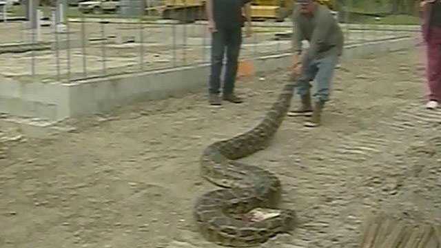 Python permit holders and the public will compete to see who can harvest the longest and the most Burmese pythons.