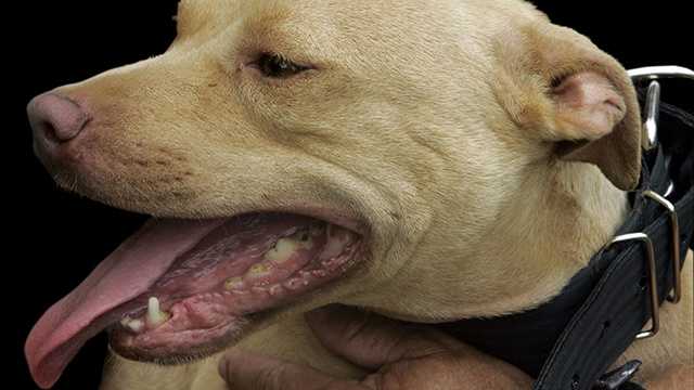 The conversation about a pit-bull ban is heating up in Broward County. (Photo: AP Graphics Bank)