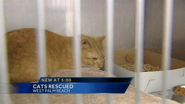 Animal Care and Control officers seize 51 cats from a home on Sunset Road in West Palm Beach.