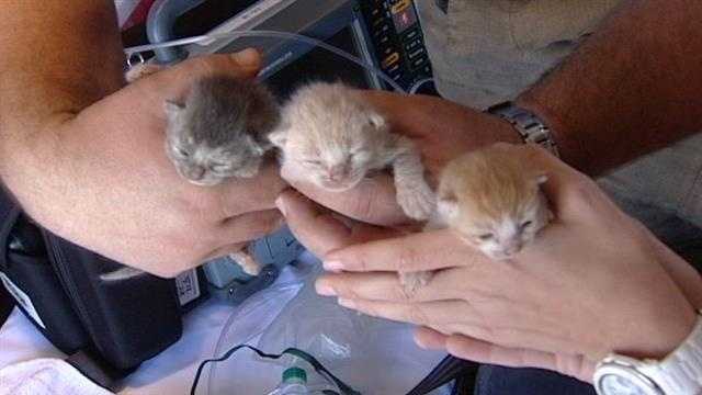 These are just some of the kittens that were rescued from a fire behind an abandoned house in Lake Worth.