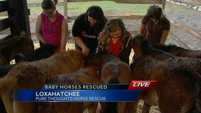 Eight orphan foals that likely would have been put to death have been given a second chance at life at Pure Thoughts Horse Rescue in Loxahatchee.