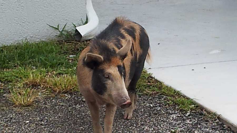 Kenneth Godfrey's pet pig, Pearl, was shot and killed in December 2012.