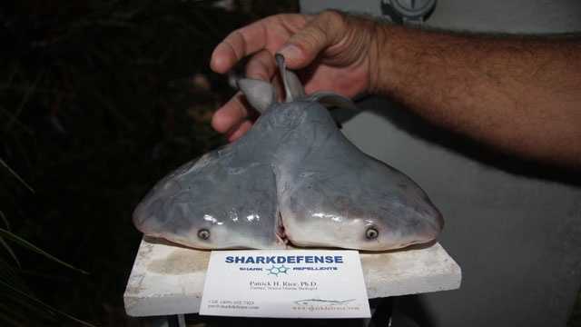 This two-headed bull shark fetus was discovered in the Gulf of Mexico near Key West in 2011.
