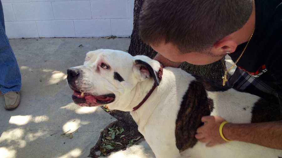 Spike the mastiff is reunited with his owners after being dog-napped from his home in Jupiter.