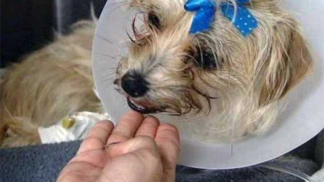 A Yorkshire terrier is finally on the way to healing thanks to the hearts and knowledge of a handful of people in Boca Raton.