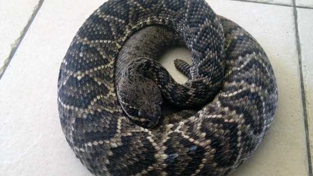 An Eastern Diamondback rattlesnake like this one pictured is believed to be responsible for the death of a Hobe Sound man.